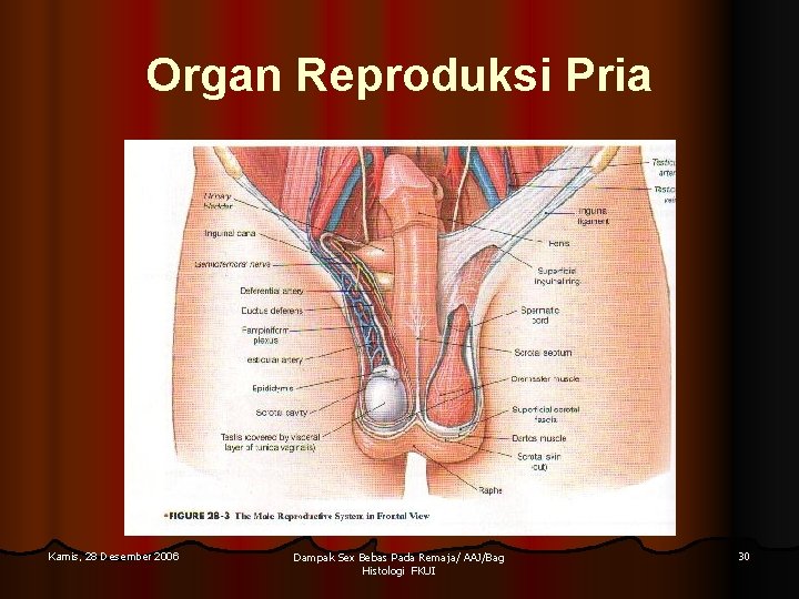 Organ Reproduksi Pria Kamis, 28 Desember 2006 Dampak Sex Bebas Pada Remaja/ AAJ/Bag Histologi Organ Reproduksi Pria Kamis, 28 Desember 2006 Dampak Sex Bebas Pada Remaja/ AAJ/Bag Histologi