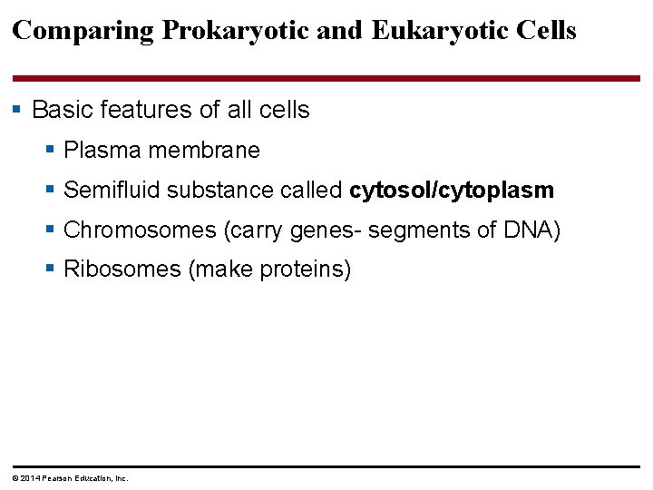Comparing Prokaryotic and Eukaryotic Cells § Basic features of all cells § Plasma membrane