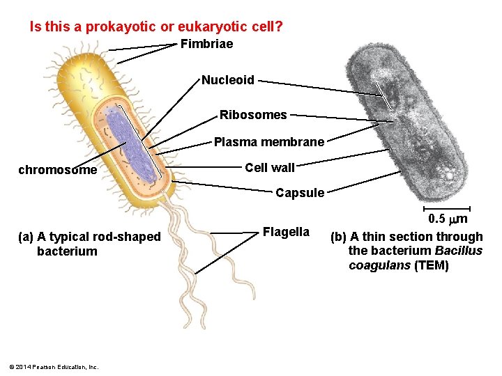 Is this a prokayotic or eukaryotic cell? Fimbriae Nucleoid Ribosomes Plasma membrane chromosome Cell