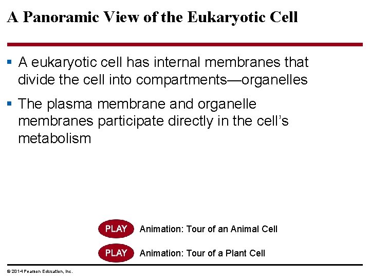 A Panoramic View of the Eukaryotic Cell § A eukaryotic cell has internal membranes