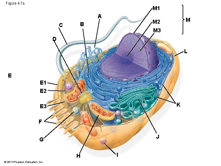 Figure 4. 7 a M 1 A C M M 2 B M 3