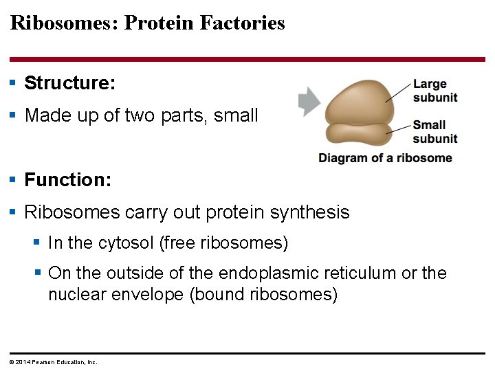 Ribosomes: Protein Factories § Structure: § Made up of two parts, small § Function: