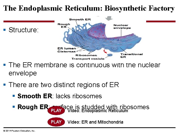 The Endoplasmic Reticulum: Biosynthetic Factory § Structure: § The ER membrane is continuous with