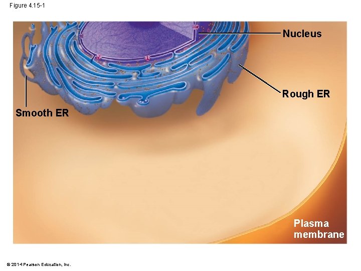 Figure 4. 15 -1 Nucleus Rough ER Smooth ER Plasma membrane © 2014 Pearson