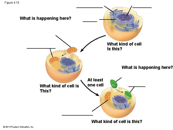 Figure 4. 16 ______ What is happening here? ______ What kind of cell Is
