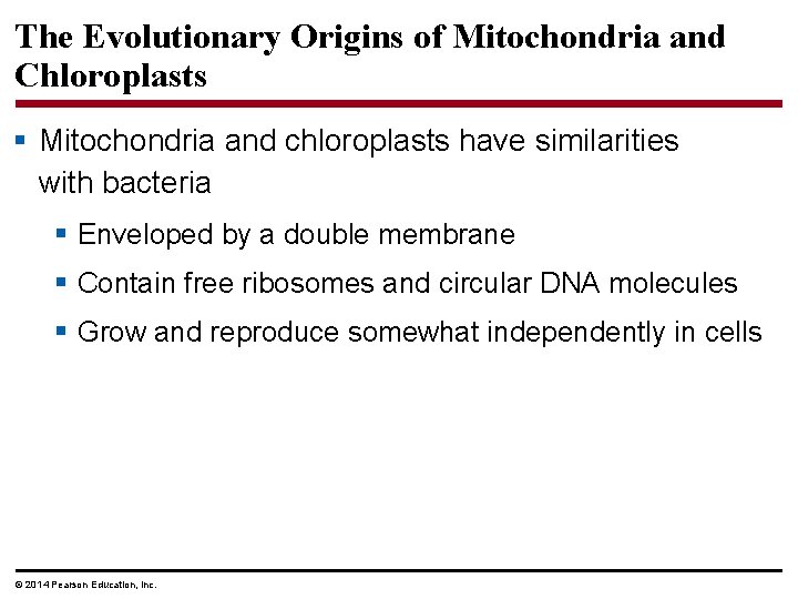 The Evolutionary Origins of Mitochondria and Chloroplasts § Mitochondria and chloroplasts have similarities with