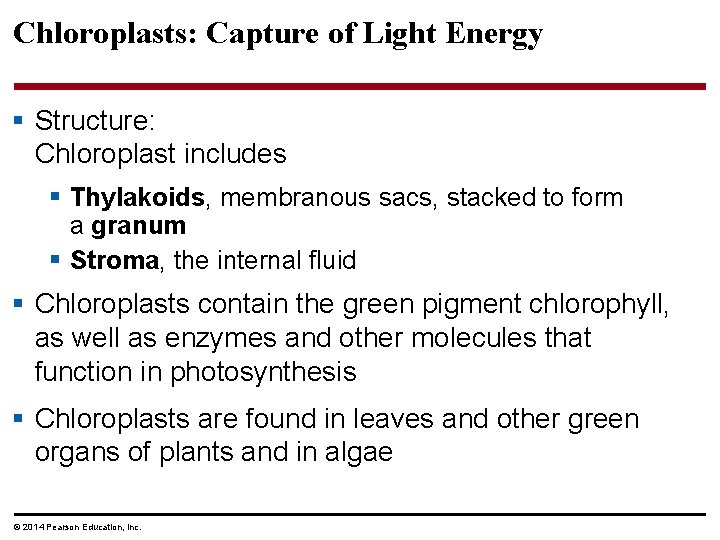 Chloroplasts: Capture of Light Energy § Structure: Chloroplast includes § Thylakoids, membranous sacs, stacked