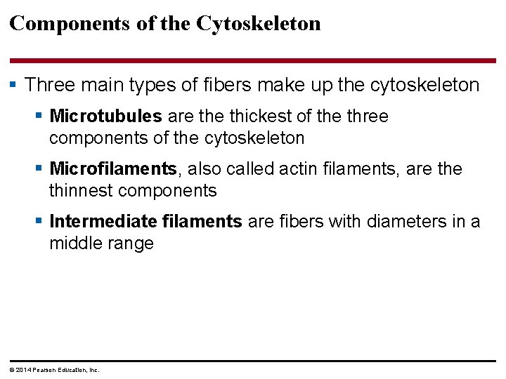 Components of the Cytoskeleton § Three main types of fibers make up the cytoskeleton