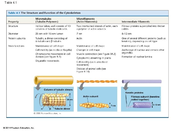 Table 4. 1 © 2014 Pearson Education, Inc. 