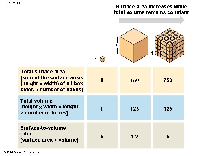 Figure 4. 6 Surface area increases while total volume remains constant 5 1 1