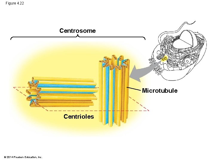 Figure 4. 22 Centrosome Microtubule Centrioles © 2014 Pearson Education, Inc. 