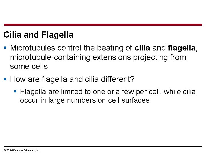 Cilia and Flagella § Microtubules control the beating of cilia and flagella, microtubule-containing extensions