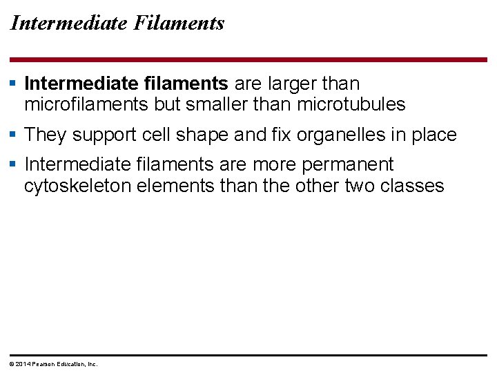 Intermediate Filaments § Intermediate filaments are larger than microfilaments but smaller than microtubules §