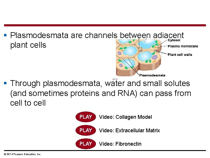 § Plasmodesmata are channels between adjacent plant cells § Through plasmodesmata, water and small