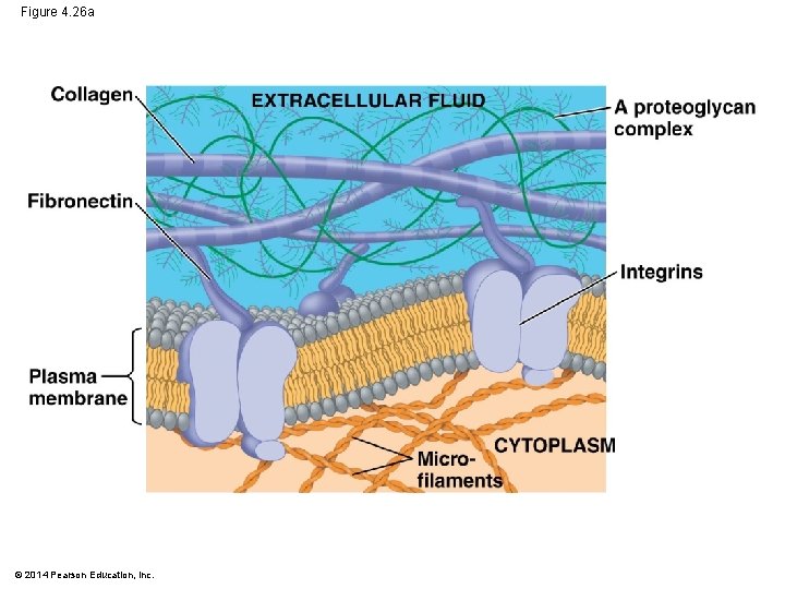 Figure 4. 26 a © 2014 Pearson Education, Inc. 