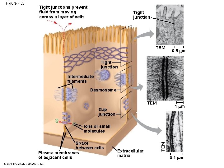 Figure 4. 27 Tight junctions prevent fluid from moving across a layer of cells