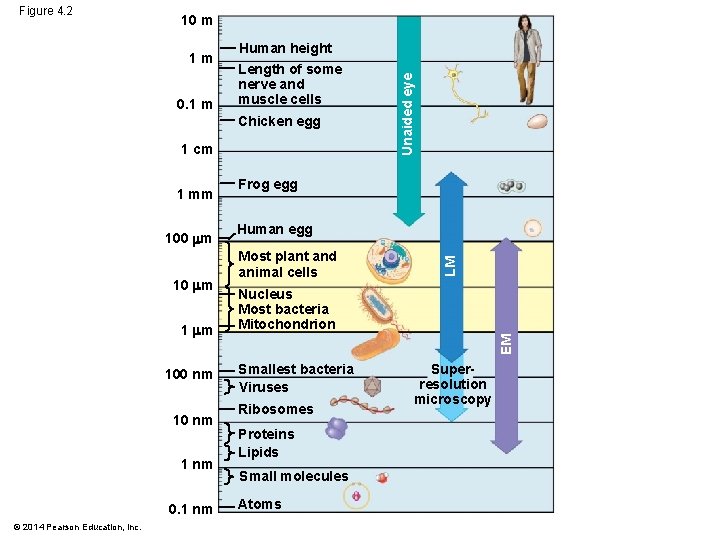 10 m 0. 1 m Human height Length of some nerve and muscle cells