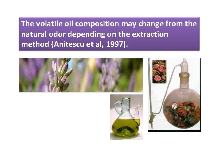 The volatile oil composition may change from the natural odor depending on the extraction