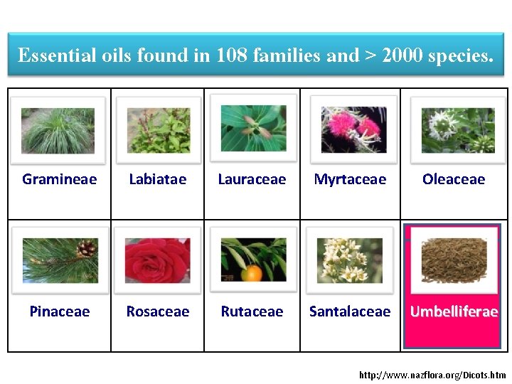 Essential oils found in 108 families and > 2000 species. Gramineae Labiatae Lauraceae Myrtaceae