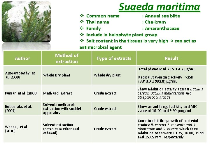 Suaeda maritima v Common name : Annual sea blite v Thai name : Cha-kram