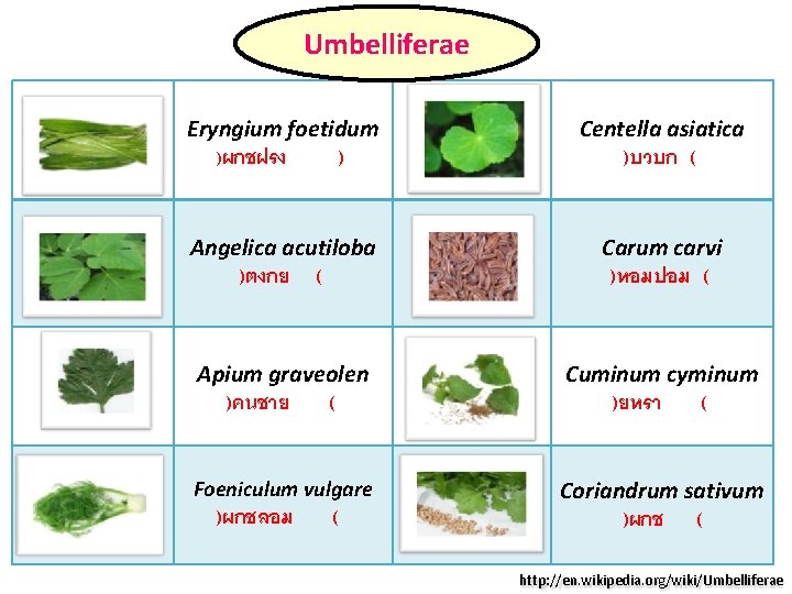Umbelliferae Eryngium foetidum )ผกชฝรง ) Centella asiatica Angelica acutiloba Carum carvi Apium graveolen Cuminum