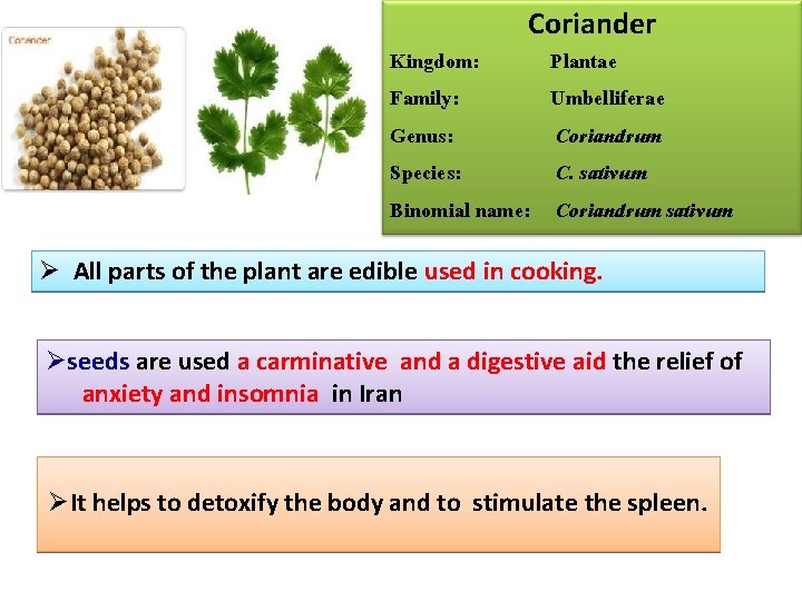 Coriander Kingdom: Plantae Family: Umbelliferae Genus: Coriandrum Species: C. sativum Binomial name: Coriandrum sativum