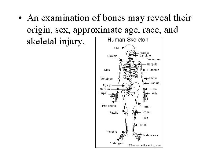  • An examination of bones may reveal their origin, sex, approximate age, race,