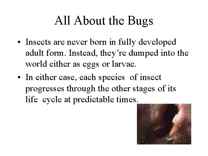 All About the Bugs • Insects are never born in fully developed adult form.