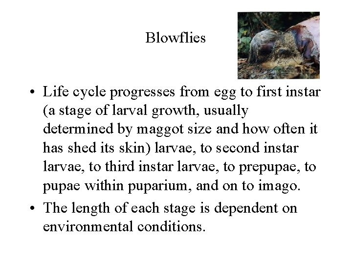 Blowflies • Life cycle progresses from egg to first instar (a stage of larval