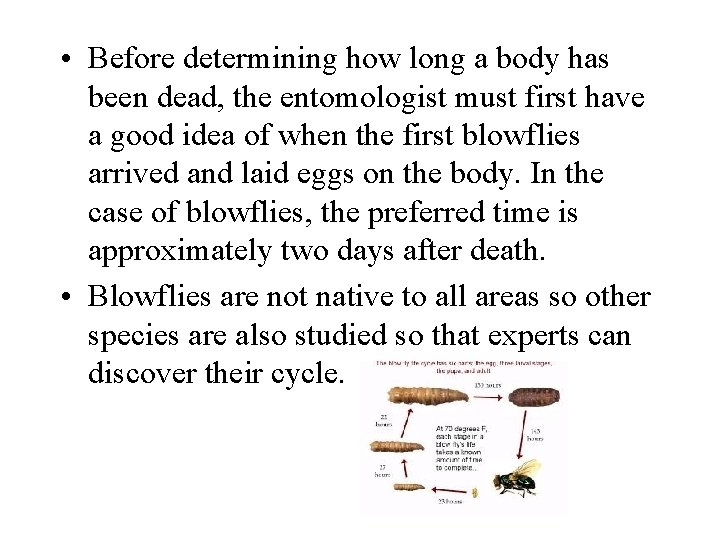  • Before determining how long a body has been dead, the entomologist must