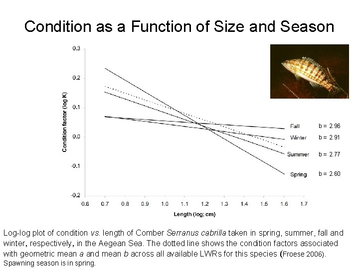 Condition as a Function of Size and Season b = 2. 96 b =