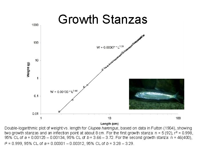 Growth Stanzas Double-logarithmic plot of weight vs. length for Clupea harengus, based on data