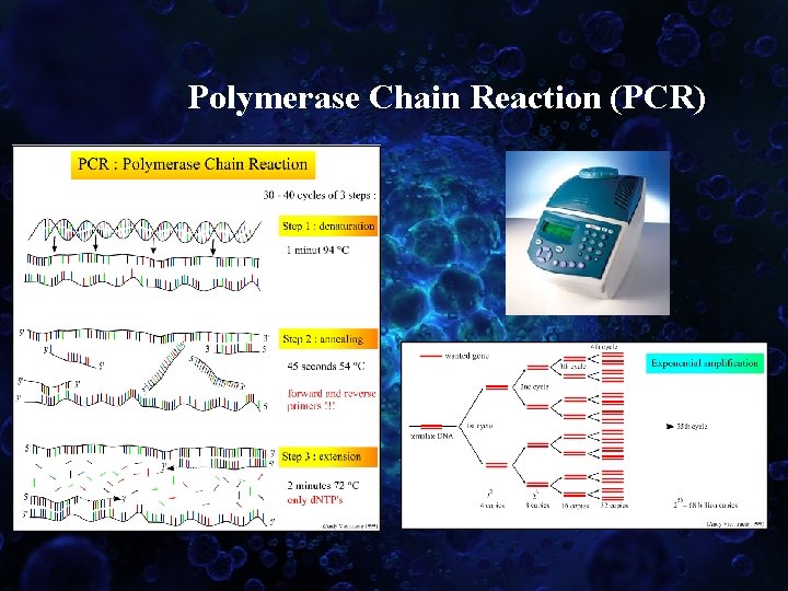 Polymerase Chain Reaction (PCR) 