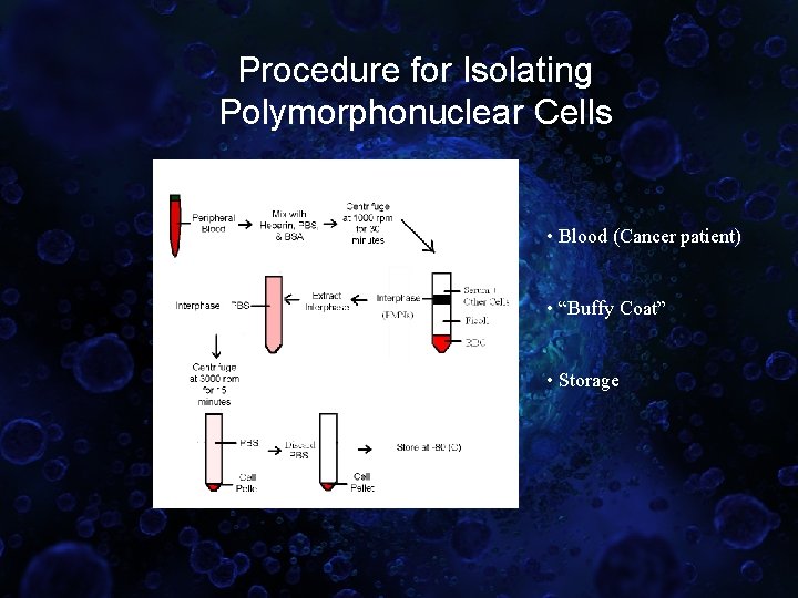 Procedure for Isolating Polymorphonuclear Cells • Blood (Cancer patient) • “Buffy Coat” • Storage