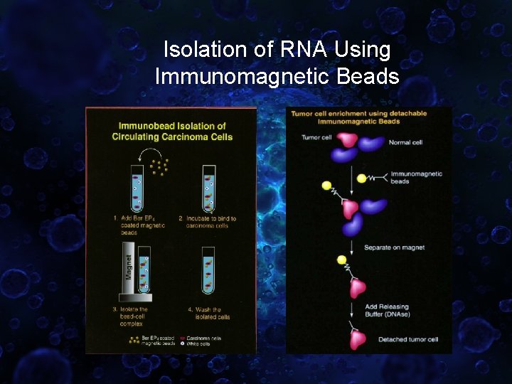Isolation of RNA Using Immunomagnetic Beads 