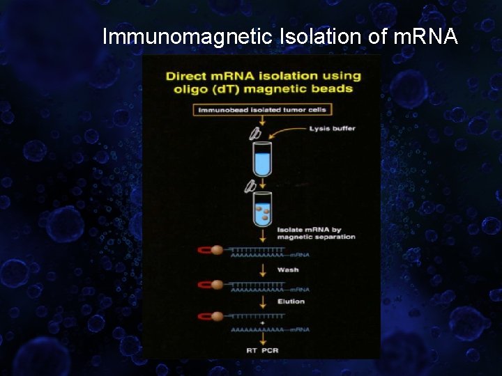 Immunomagnetic Isolation of m. RNA 