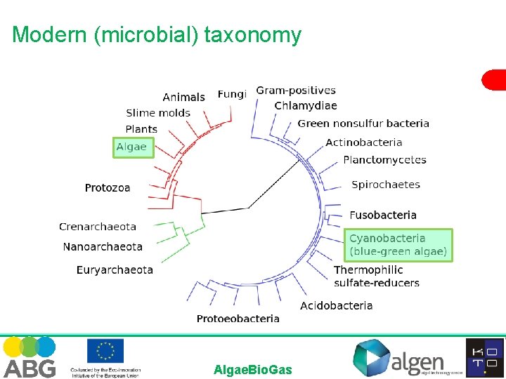 Modern (microbial) taxonomy Algae. Bio. Gas 