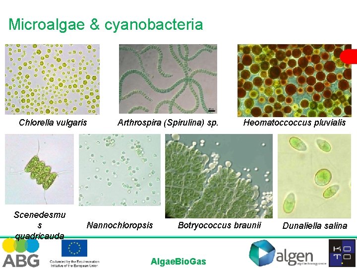 Microalgae & cyanobacteria Chlorella vulgaris Scenedesmu s quadricauda Arthrospira (Spirulina) sp. Nannochloropsis Heomatoccoccus pluvialis