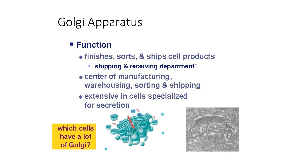 Golgi Apparatus Function finishes, sorts, & ships cell products “shipping & receiving department” center