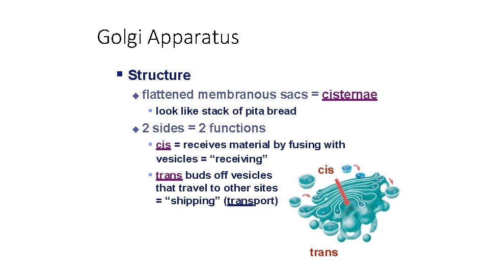 Golgi Apparatus Structure flattened membranous sacs = cisternae look like stack of pita bread