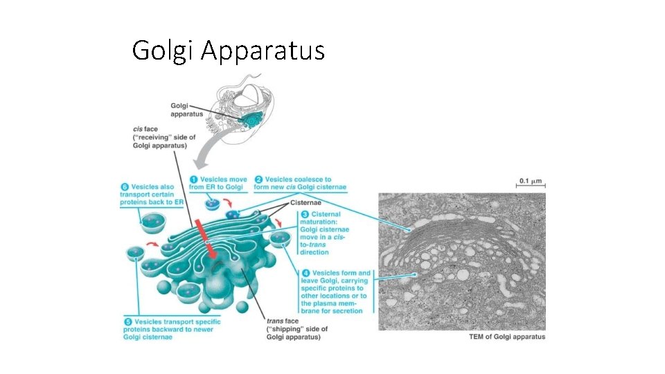 Golgi Apparatus AP Biology 2005 -2006 