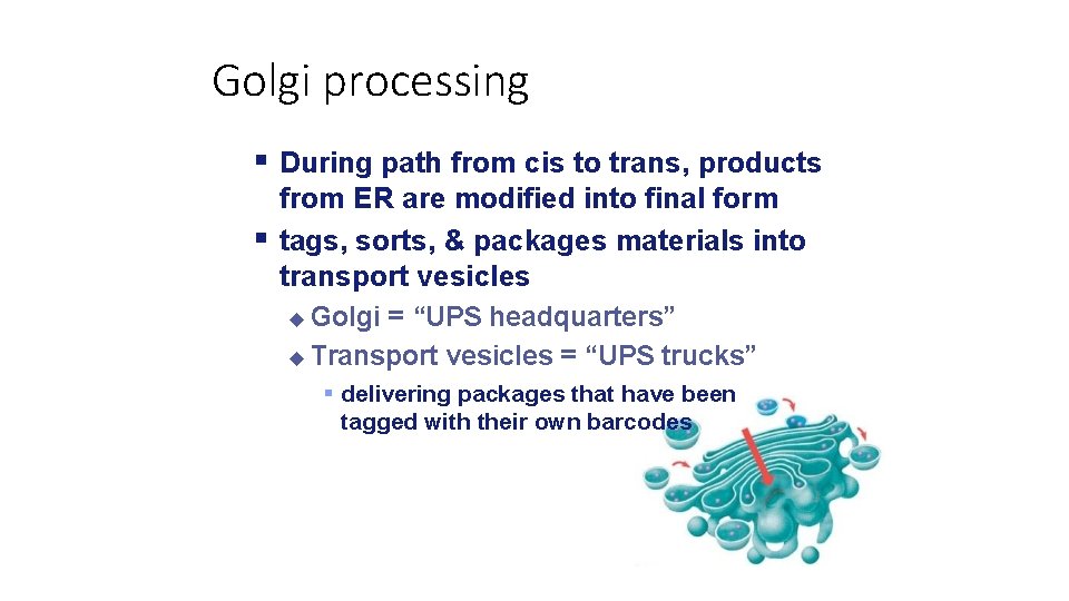 Golgi processing During path from cis to trans, products from ER are modified into