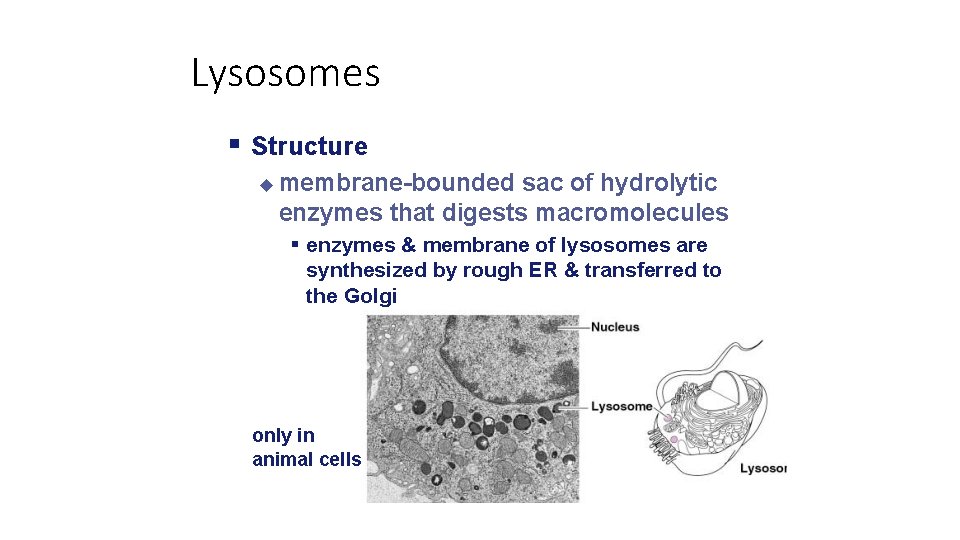 Lysosomes Structure membrane-bounded sac of hydrolytic enzymes that digests macromolecules enzymes & membrane of