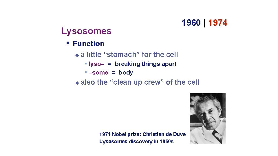 Lysosomes Function a 1960 | 1974 little “stomach” for the cell lyso– = breaking