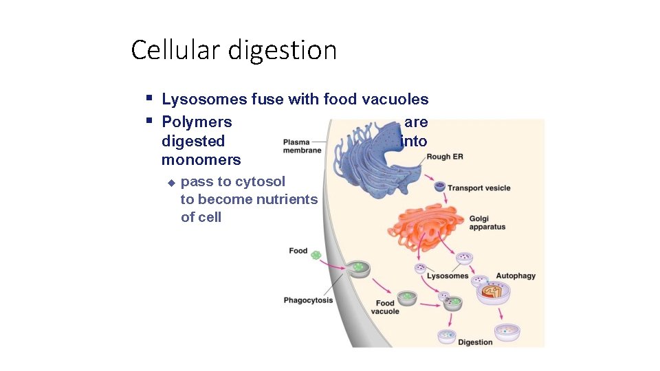 Cellular digestion Lysosomes fuse with food vacuoles Polymers are digested monomers pass to cytosol