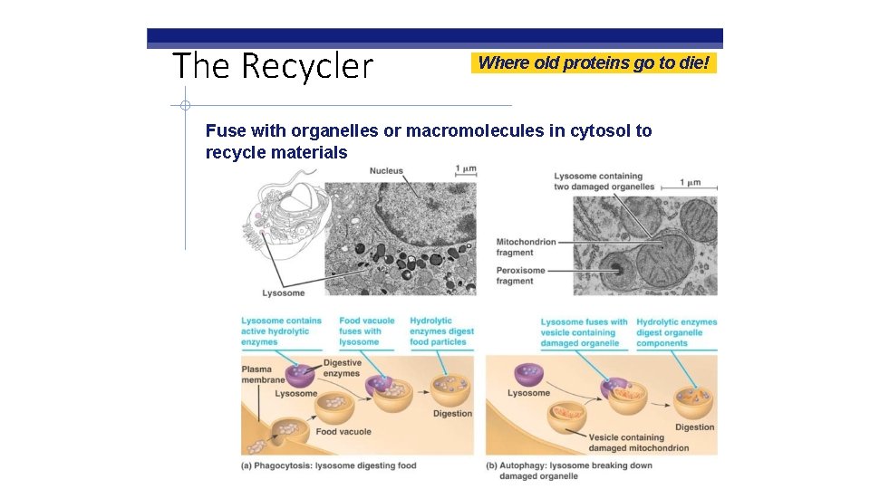 The Recycler Where old proteins go to die! Fuse with organelles or macromolecules in