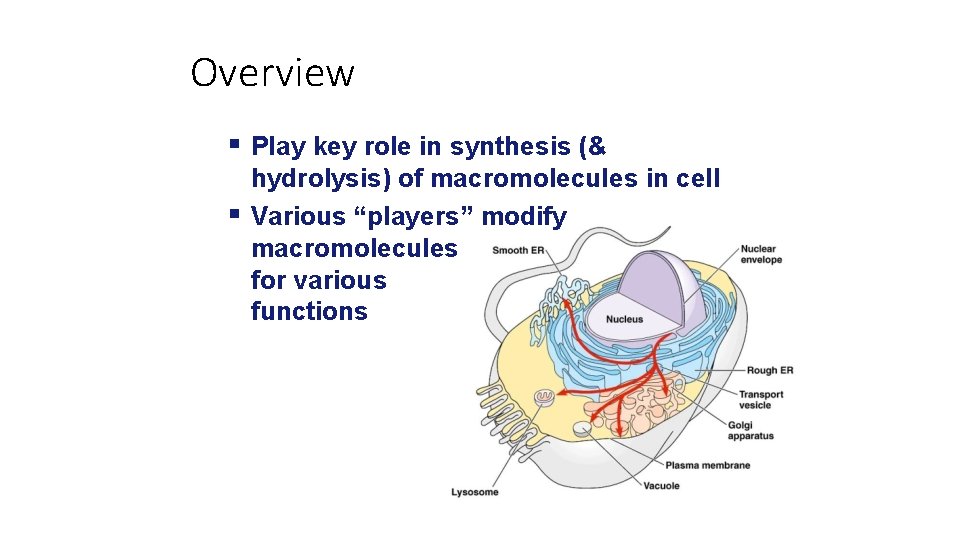 Overview Play key role in synthesis (& hydrolysis) of macromolecules in cell Various “players”
