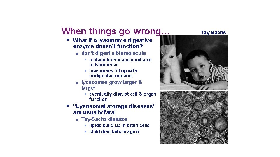 When things go wrong… What if a lysomome digestive enzyme doesn’t function? don’t digest