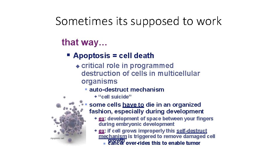 Sometimes its supposed to work that way… Apoptosis = cell death critical role in