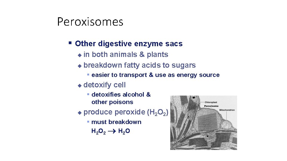 Peroxisomes Other digestive enzyme sacs in both animals & plants breakdown fatty acids to